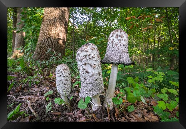 Shaggy Ink Cap Mushrooms in Woodland Framed Print by Arterra 