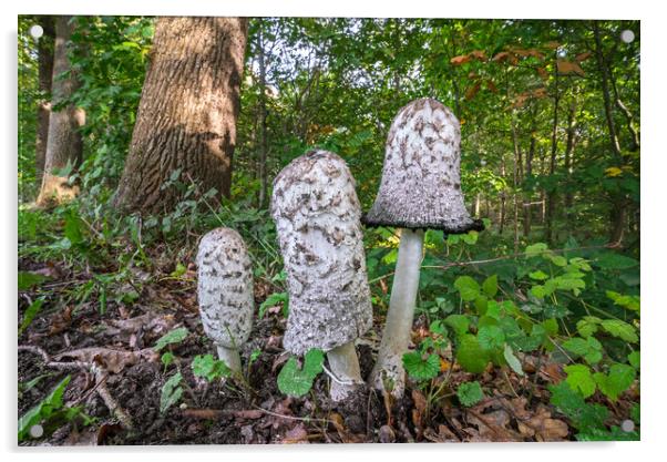 Shaggy Ink Cap Mushrooms in Woodland Acrylic by Arterra 