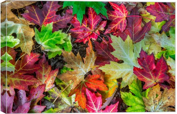 Colourful Autumn Leaves  Canvas Print by Arterra 