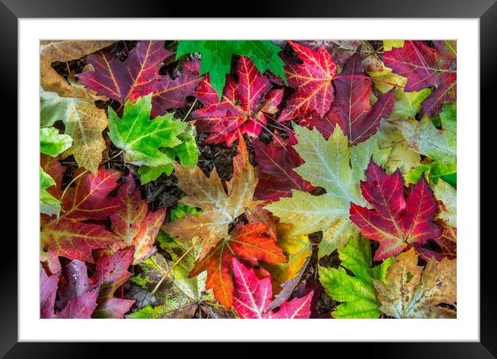 Colourful Autumn Leaves  Framed Mounted Print by Arterra 
