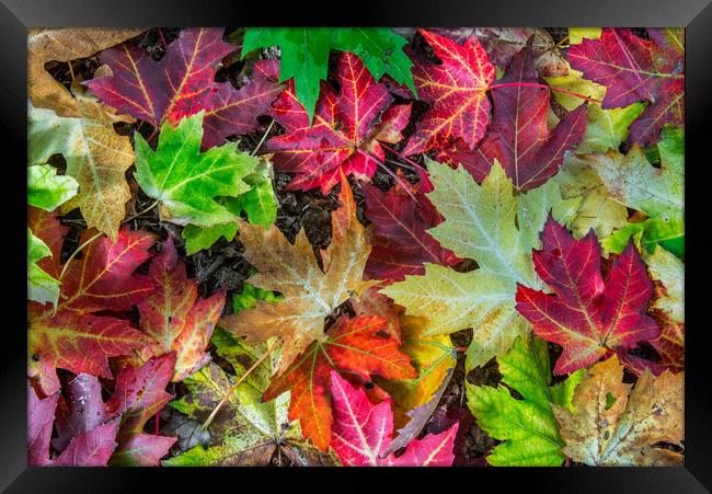 Colourful Autumn Leaves  Framed Print by Arterra 