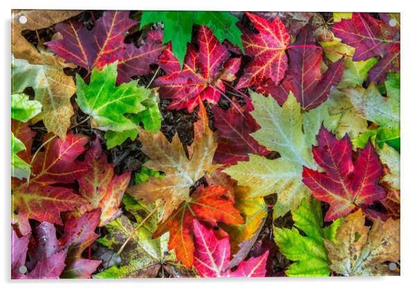 Colourful Autumn Leaves  Acrylic by Arterra 