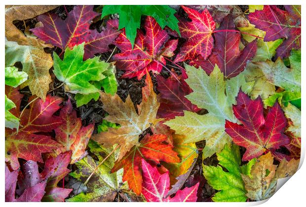Colourful Autumn Leaves  Print by Arterra 