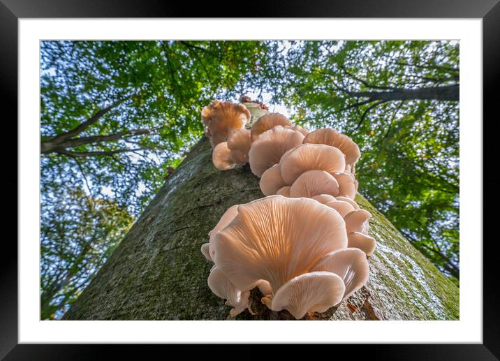 Oyster Mushrooms on Tree Trunk in Autumn Wood Framed Mounted Print by Arterra 
