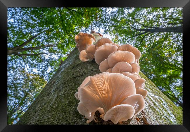 Oyster Mushrooms on Tree Trunk in Autumn Wood Framed Print by Arterra 
