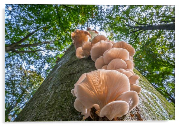 Oyster Mushrooms on Tree Trunk in Autumn Wood Acrylic by Arterra 