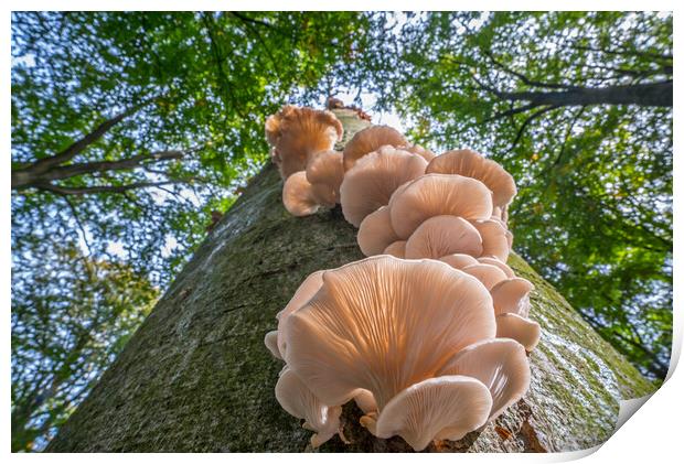Oyster Mushrooms on Tree Trunk in Autumn Wood Print by Arterra 
