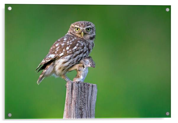 Little Owl with Mouse Acrylic by Arterra 