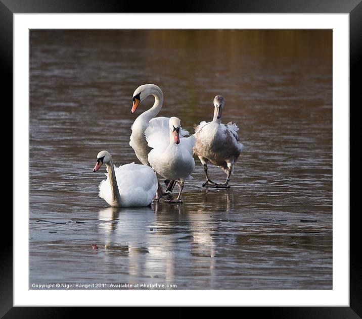 Swan Family on Ice Framed Mounted Print by Nigel Bangert