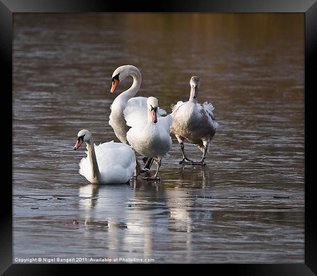 Swan Family on Ice Framed Print by Nigel Bangert