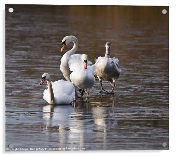 Swan Family on Ice Acrylic by Nigel Bangert
