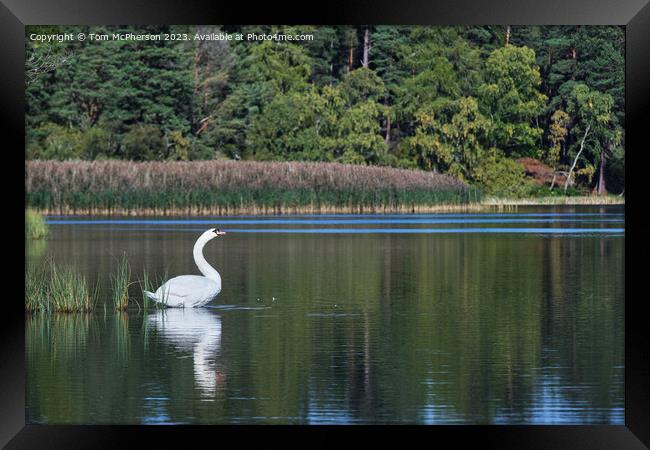 Mute swan on Loch of Blairs Framed Print by Tom McPherson