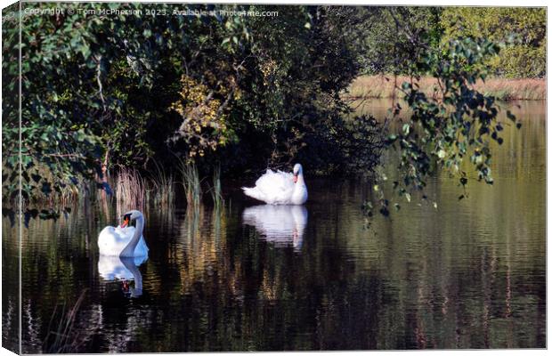 Pair of Swans on Loch of Blairs Canvas Print by Tom McPherson