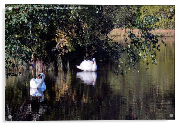 Pair of Swans on Loch of Blairs Acrylic by Tom McPherson