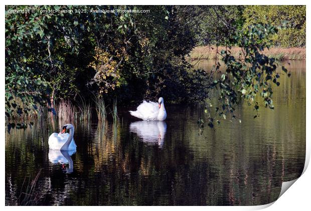 Pair of Swans on Loch of Blairs Print by Tom McPherson