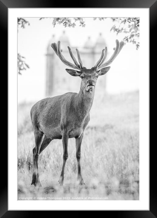 Stag Framed Mounted Print by Helena Thompson