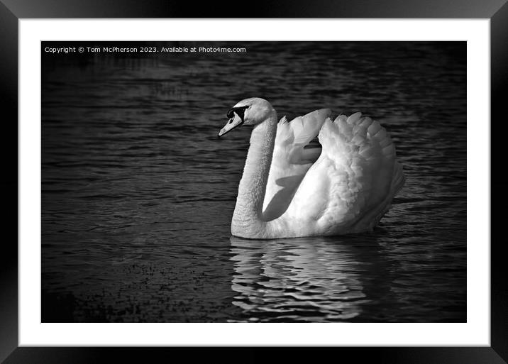 Mute Swan Mono Framed Mounted Print by Tom McPherson