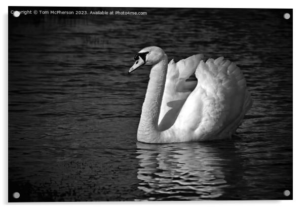 Mute Swan Mono Acrylic by Tom McPherson
