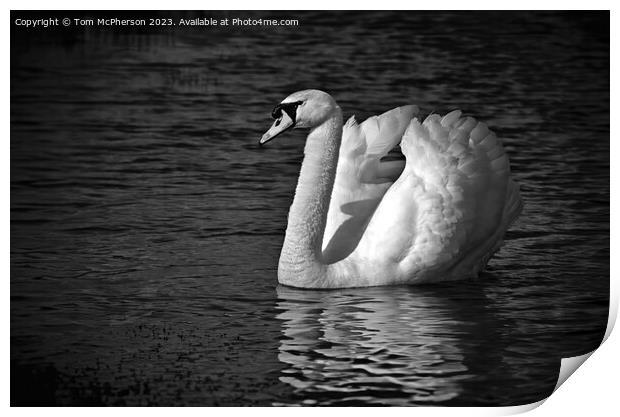 Mute Swan Mono Print by Tom McPherson