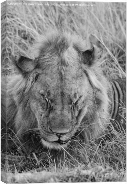 Let Sleeping Lions Lie in black and white Canvas Print by Howard Kennedy