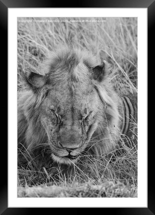 Let Sleeping Lions Lie in black and white Framed Mounted Print by Howard Kennedy