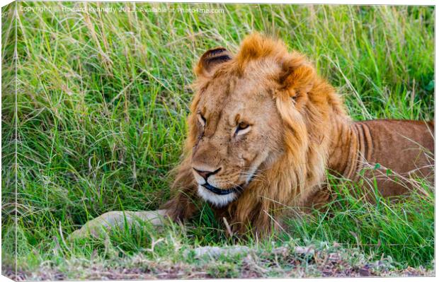 Male Lion resting Canvas Print by Howard Kennedy