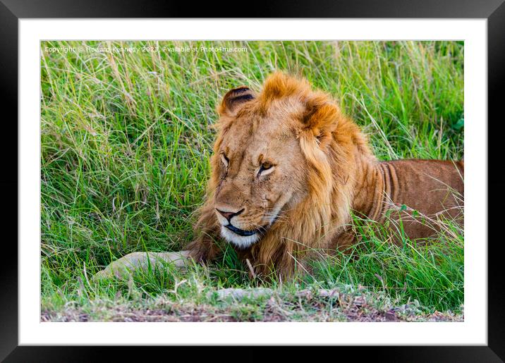 Male Lion resting Framed Mounted Print by Howard Kennedy