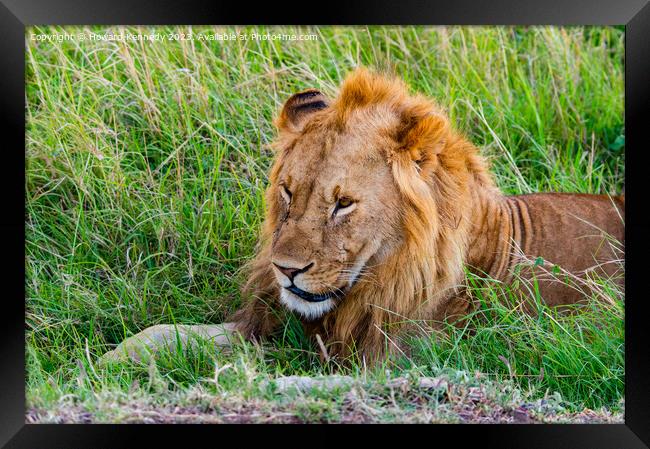 Male Lion resting Framed Print by Howard Kennedy