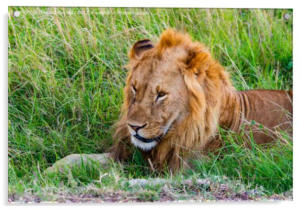 Male Lion resting Acrylic by Howard Kennedy