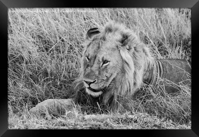 Male Lion resting in black and white Framed Print by Howard Kennedy