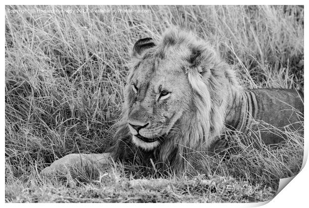 Male Lion resting in black and white Print by Howard Kennedy