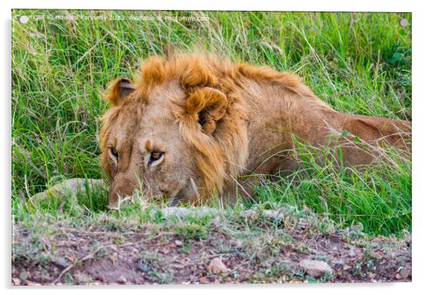 Male Lion resting but vigilant Acrylic by Howard Kennedy