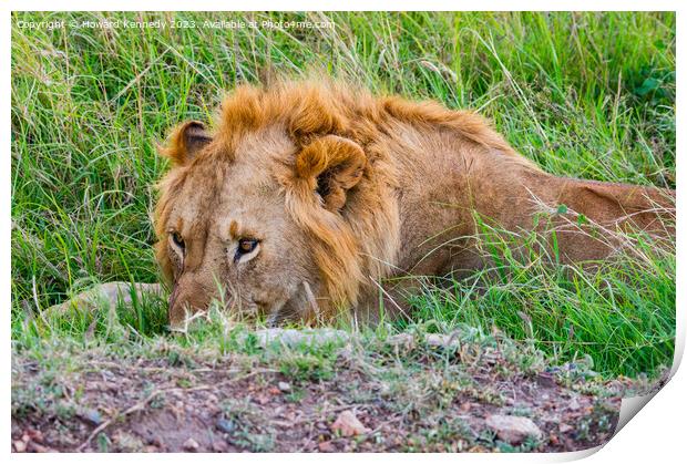 Male Lion resting but vigilant Print by Howard Kennedy