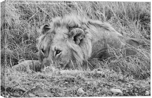 Male Lion resting but vigilant in black and white Canvas Print by Howard Kennedy