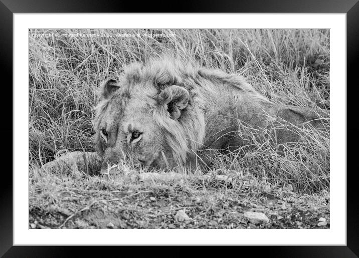 Male Lion resting but vigilant in black and white Framed Mounted Print by Howard Kennedy