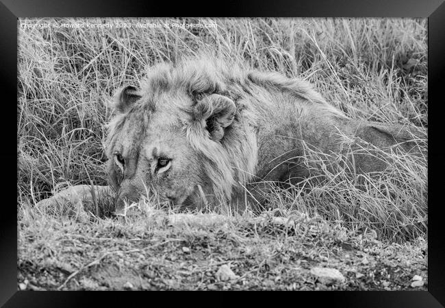 Male Lion resting but vigilant in black and white Framed Print by Howard Kennedy