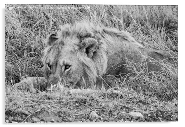 Male Lion resting but vigilant in black and white Acrylic by Howard Kennedy