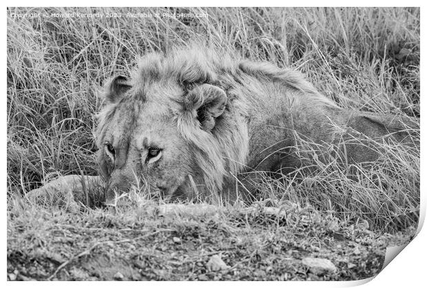 Male Lion resting but vigilant in black and white Print by Howard Kennedy