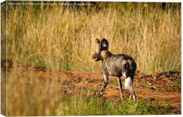 First African Wild Dog seen in the Mara in over five years after being declared locally extinct Canvas Print by Howard Kennedy