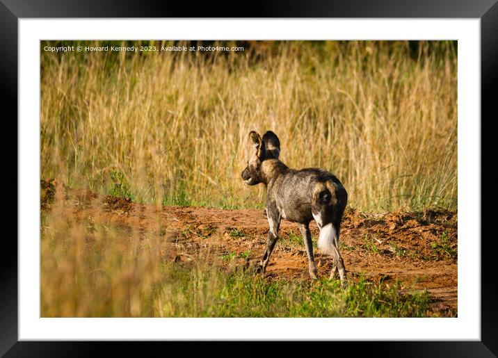 First African Wild Dog seen in the Mara in over five years after being declared locally extinct Framed Mounted Print by Howard Kennedy