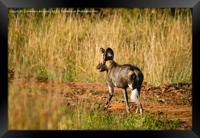 First African Wild Dog seen in the Mara in over five years after being declared locally extinct Framed Print by Howard Kennedy
