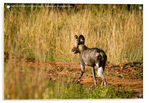 First African Wild Dog seen in the Mara in over five years after being declared locally extinct Acrylic by Howard Kennedy