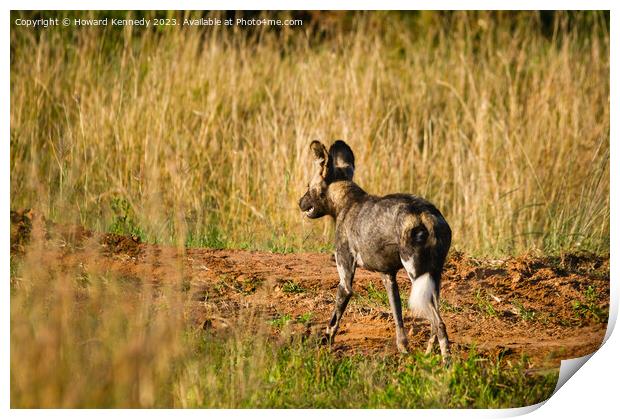 First African Wild Dog seen in the Mara in over five years after being declared locally extinct Print by Howard Kennedy