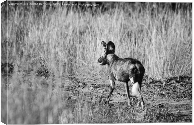 First African Wild Dog seen in the Mara in over five years after being declared locally extinct - in black and white Canvas Print by Howard Kennedy