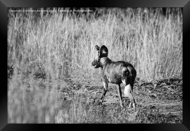 First African Wild Dog seen in the Mara in over five years after being declared locally extinct - in black and white Framed Print by Howard Kennedy