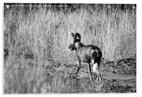 First African Wild Dog seen in the Mara in over five years after being declared locally extinct - in black and white Acrylic by Howard Kennedy