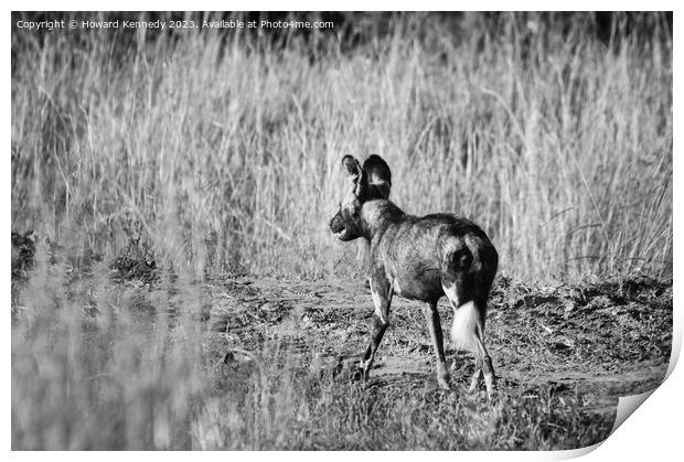 First African Wild Dog seen in the Mara in over five years after being declared locally extinct - in black and white Print by Howard Kennedy