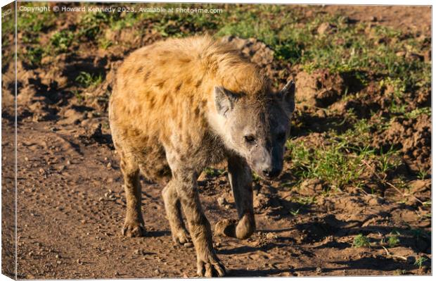 Pregnant female Spotted Hyena Canvas Print by Howard Kennedy