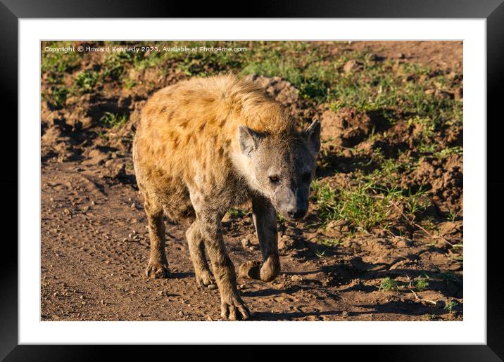 Pregnant female Spotted Hyena Framed Mounted Print by Howard Kennedy