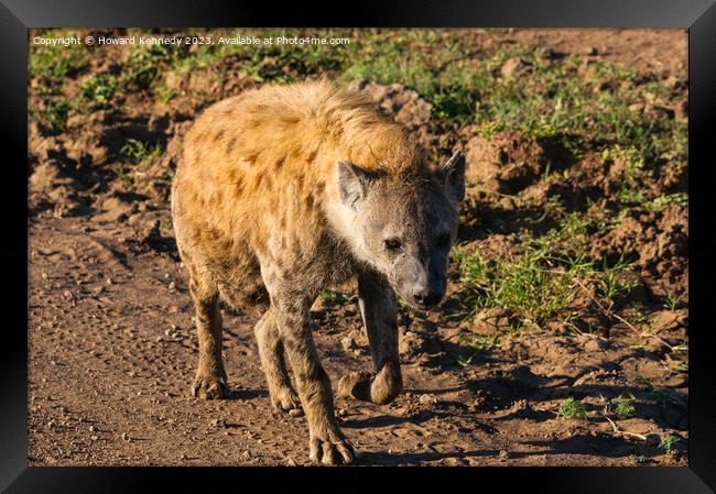 Pregnant female Spotted Hyena Framed Print by Howard Kennedy